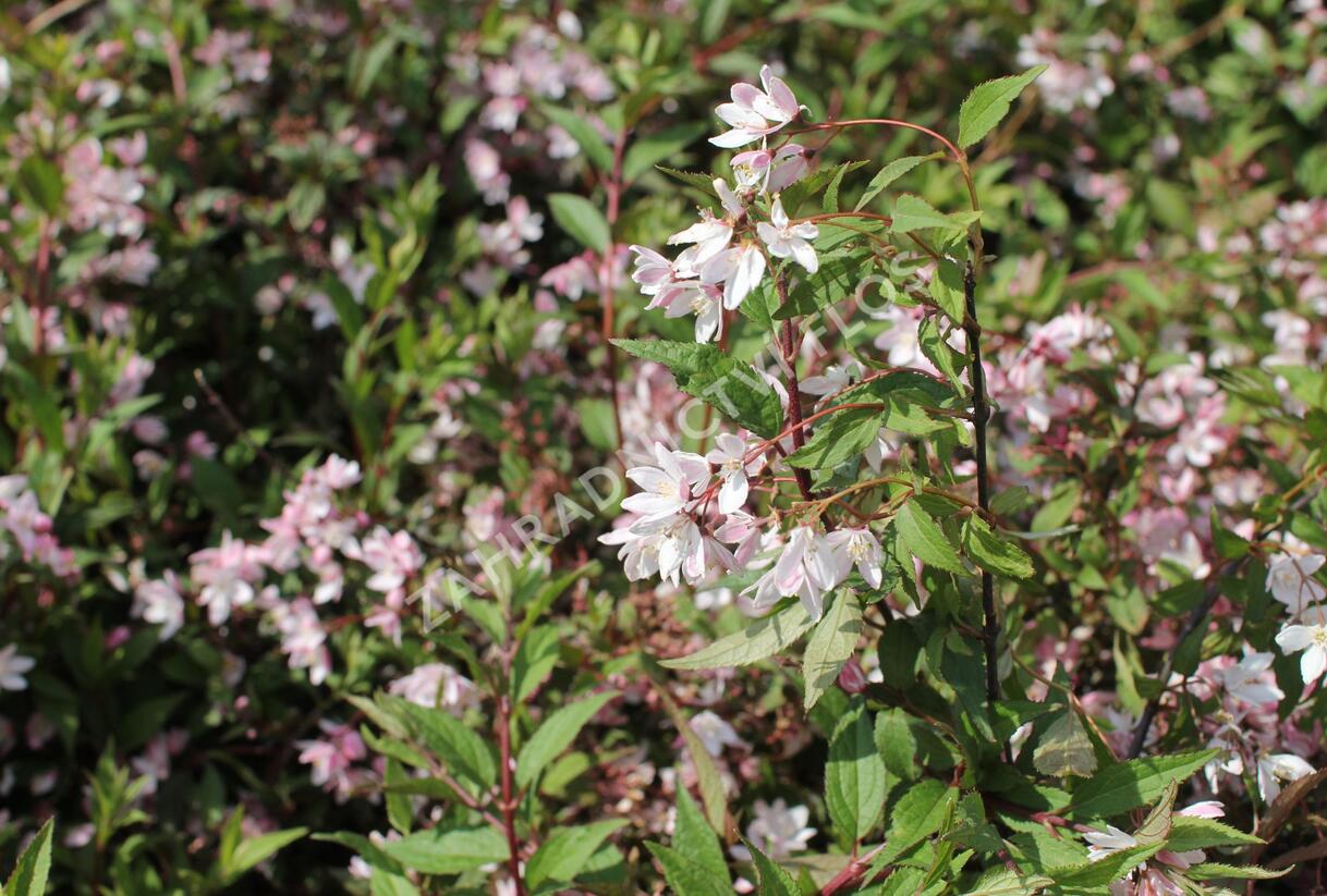 Trojpuk 'Yuki Cherry Blossom' - Deutzia 'Yuki Cherry Blossom'