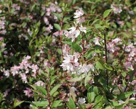 Trojpuk 'Yuki Cherry Blossom'