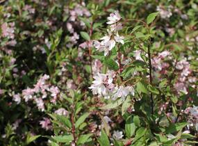 Trojpuk 'Yuki Cherry Blossom' - Deutzia 'Yuki Cherry Blossom'