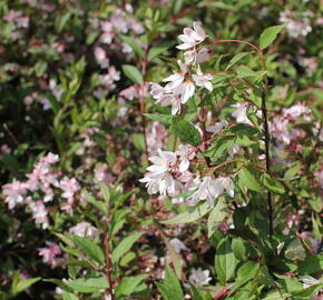 Trojpuk 'Yuki Cherry Blossom' - Deutzia 'Yuki Cherry Blossom'