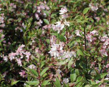 Trojpuk 'Yuki Cherry Blossom'