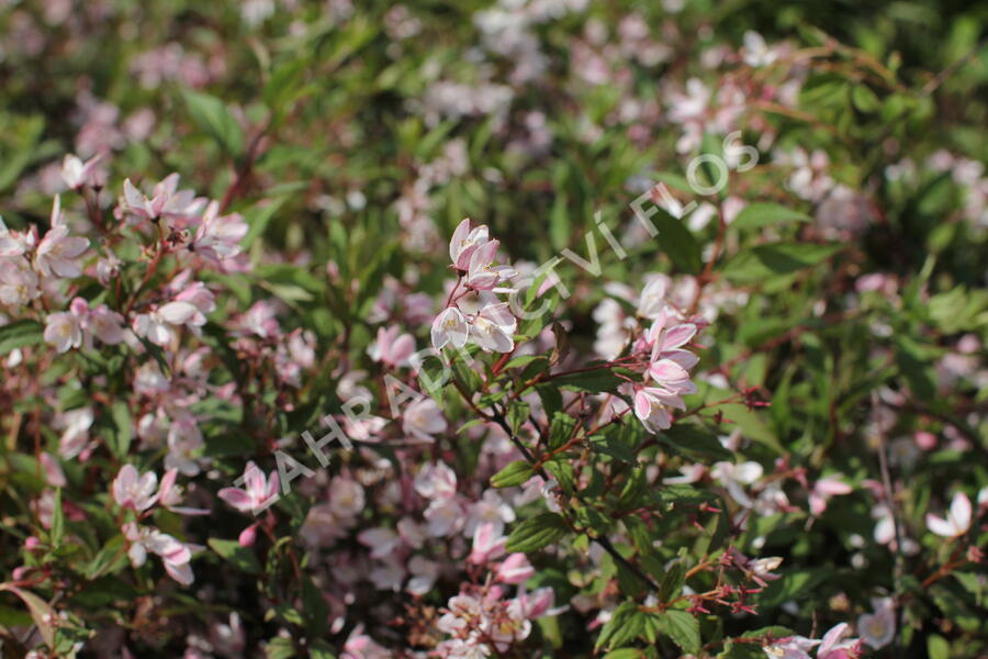 Trojpuk 'Yuki Cherry Blossom' - Deutzia 'Yuki Cherry Blossom'