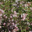 Trojpuk 'Yuki Cherry Blossom' - Deutzia 'Yuki Cherry Blossom'