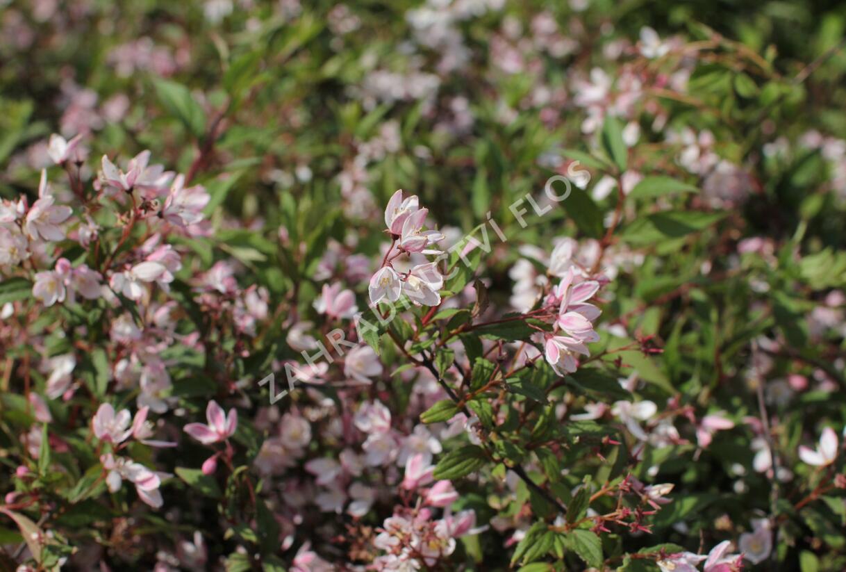 Trojpuk 'Yuki Cherry Blossom' - Deutzia 'Yuki Cherry Blossom'
