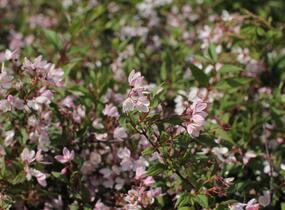 Trojpuk 'Yuki Cherry Blossom' - Deutzia 'Yuki Cherry Blossom'