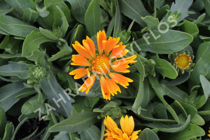 Kokarda osinatá 'Spin Top Mango' - Gaillardia aristata 'Spin Top Mango'