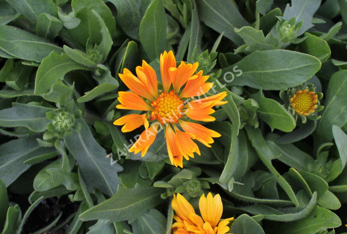 Kokarda osinatá 'Spin Top Mango' - Gaillardia aristata 'Spin Top Mango'