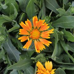 Kokarda osinatá 'Spin Top Mango' - Gaillardia aristata 'Spin Top Mango'