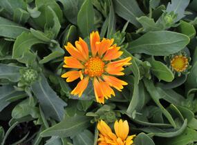 Kokarda osinatá 'Spin Top Mango' - Gaillardia aristata 'Spin Top Mango'
