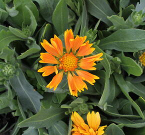 Kokarda osinatá 'Spin Top Mango' - Gaillardia aristata 'Spin Top Mango'