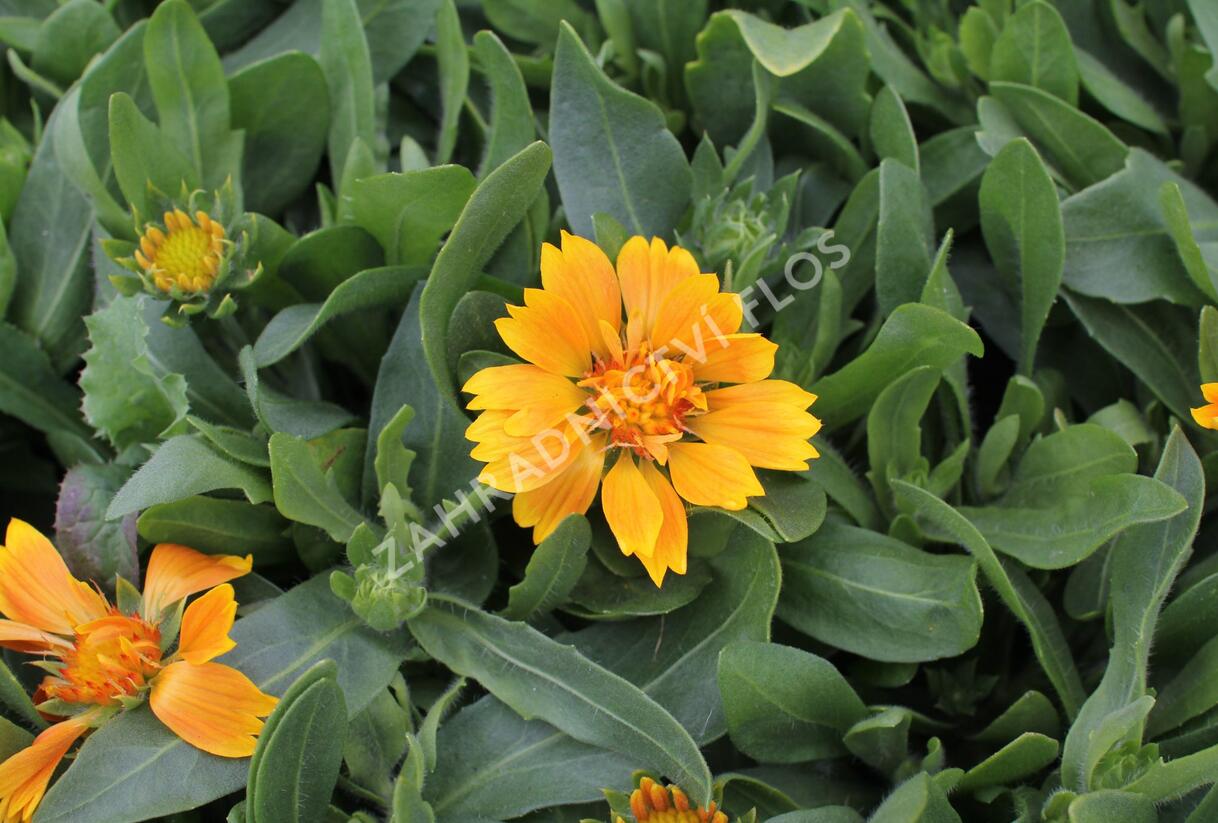 Kokarda osinatá 'Spin Top Mango' - Gaillardia aristata 'Spin Top Mango'