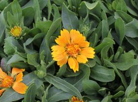 Kokarda osinatá 'Spin Top Mango' - Gaillardia aristata 'Spin Top Mango'
