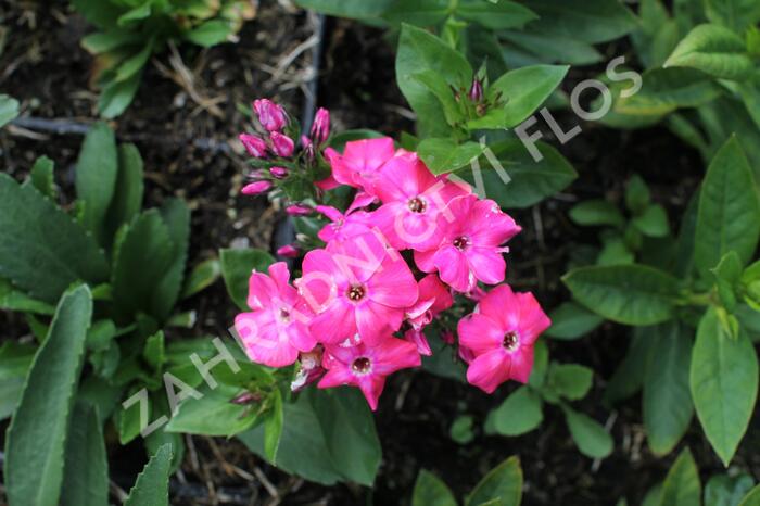 Plamenka latnatá 'Flame Pro Cercise' - Phlox paniculata 'Flame Pro Cercise'