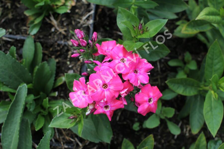 Plamenka latnatá 'Flame Pro Cercise' - Phlox paniculata 'Flame Pro Cercise'