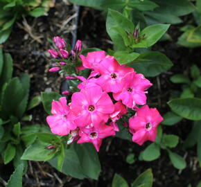 Plamenka latnatá 'Flame Pro Cercise' - Phlox paniculata 'Flame Pro Cercise'