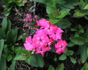 Plamenka latnatá 'Flame Pro Cercise'