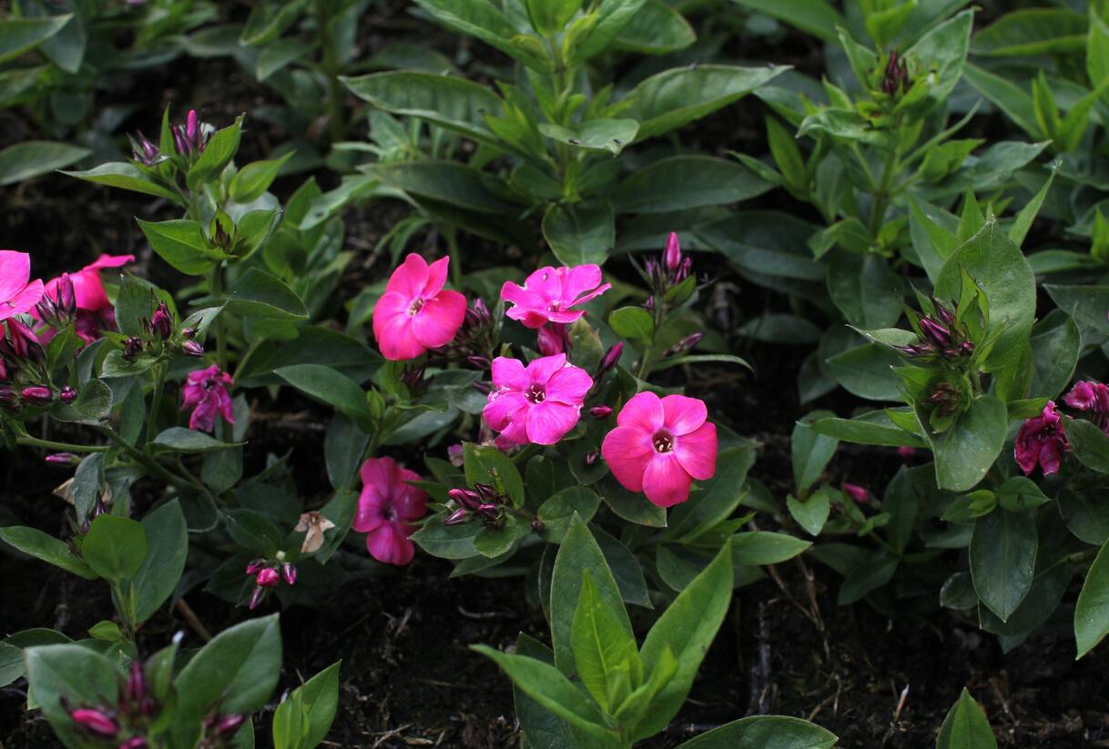 Plamenka latnatá 'Flame Pro Cercise' - Phlox paniculata 'Flame Pro Cercise'