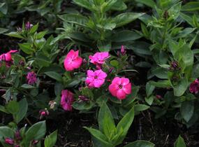 Plamenka latnatá 'Flame Pro Cercise' - Phlox paniculata 'Flame Pro Cercise'