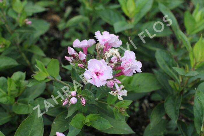 Plamenka latnatá 'Flame Pro Pink Pop' - Phlox paniculata 'Flame Pro Pink Pop'
