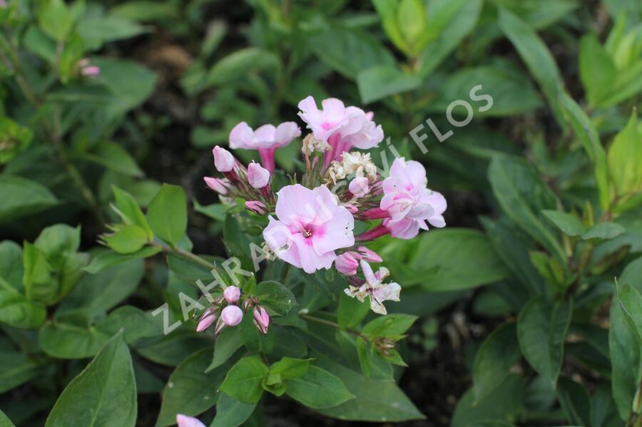 Plamenka latnatá 'Flame Pro Pink Pop' - Phlox paniculata 'Flame Pro Pink Pop'