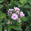 Plamenka latnatá 'Flame Pro Pink Pop' - Phlox paniculata 'Flame Pro Pink Pop'