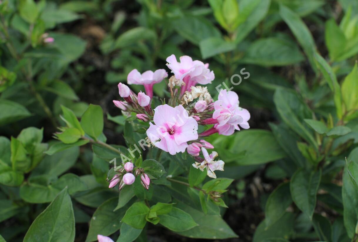 Plamenka latnatá 'Flame Pro Pink Pop' - Phlox paniculata 'Flame Pro Pink Pop'