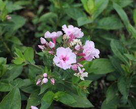 Plamenka latnatá 'Flame Pro Pink Pop'