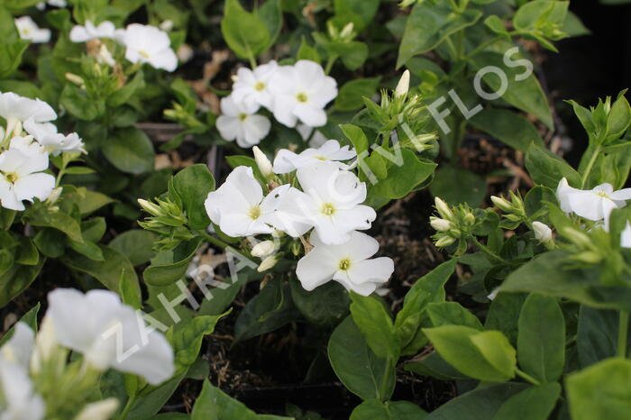 Plamenka latnatá 'Flame Pro White' - Phlox paniculata 'Flame Pro White'