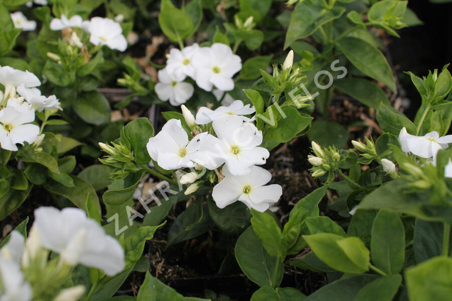 Plamenka latnatá 'Flame Pro White' - Phlox paniculata 'Flame Pro White'