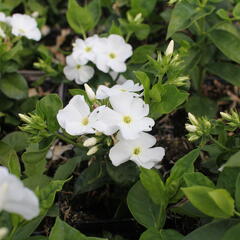 Plamenka latnatá 'Flame Pro White' - Phlox paniculata 'Flame Pro White'