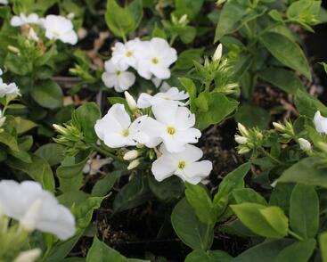 Plamenka latnatá 'Flame Pro White'