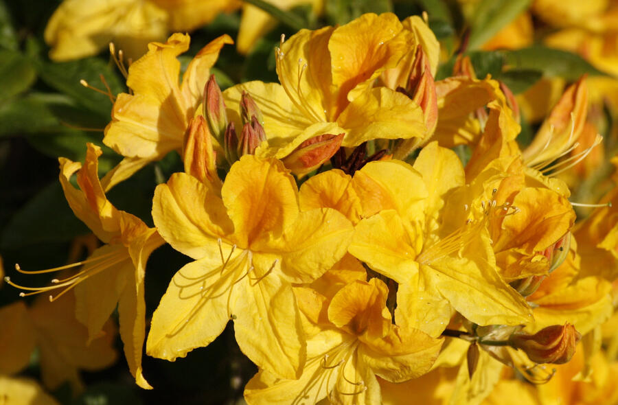 Azalka 'Goldtopaz' - Azalea (KH) 'Goldtopaz'