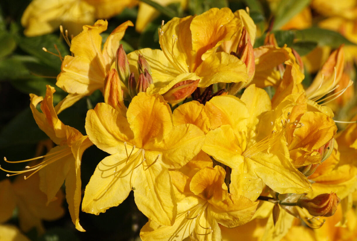 Azalka 'Goldtopaz' - Azalea (KH) 'Goldtopaz'
