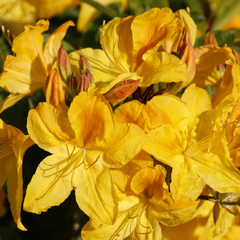 Azalka 'Goldtopaz' - Azalea (KH) 'Goldtopaz'