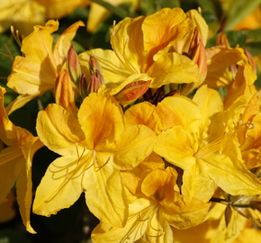 Azalka 'Goldtopaz' - Azalea (KH) 'Goldtopaz'