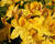 Azalka 'Goldtopaz'