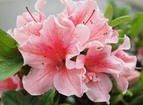 Azalka japonská 'Encore Sunburst' - Azalea japonica 'Encore Sunburst'