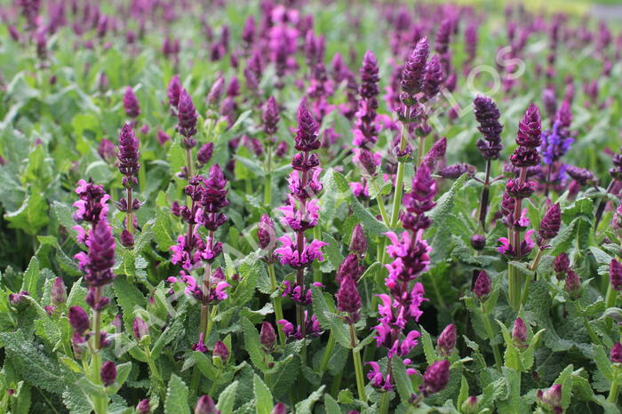 Šalvej hajní 'Salute Royal Magenta' - Salvia nemorosa 'Salute Royal Magenta'