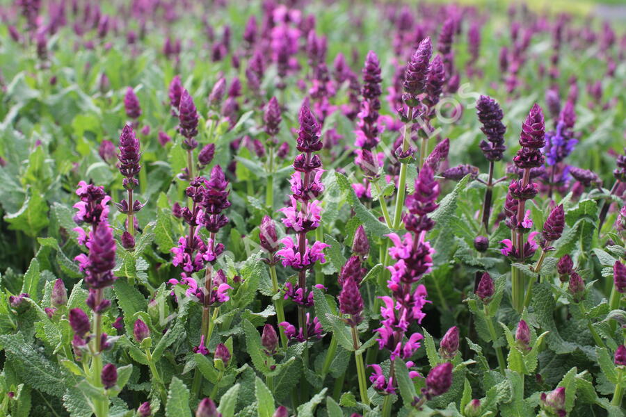 Šalvěj hajní 'Salute Royal Magenta' - Salvia nemorosa 'Salute Royal Magenta'