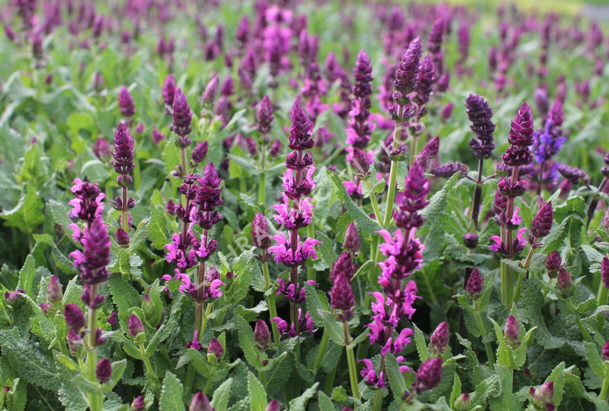 Šalvěj hajní 'Salute Royal Magenta' - Salvia nemorosa 'Salute Royal Magenta'