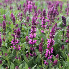 Šalvěj hajní 'Salute Royal Magenta' - Salvia nemorosa 'Salute Royal Magenta'