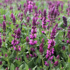 Šalvej hajní 'Salute Royal Magenta' - Salvia nemorosa 'Salute Royal Magenta'