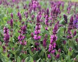 Šalvěj hajní 'Salute Royal Magenta'