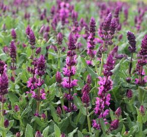 Šalvej hajní 'Salute Royal Magenta' - Salvia nemorosa 'Salute Royal Magenta'