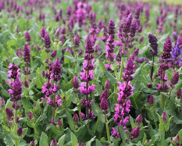 Šalvěj hajní 'Salute Royal Magenta'