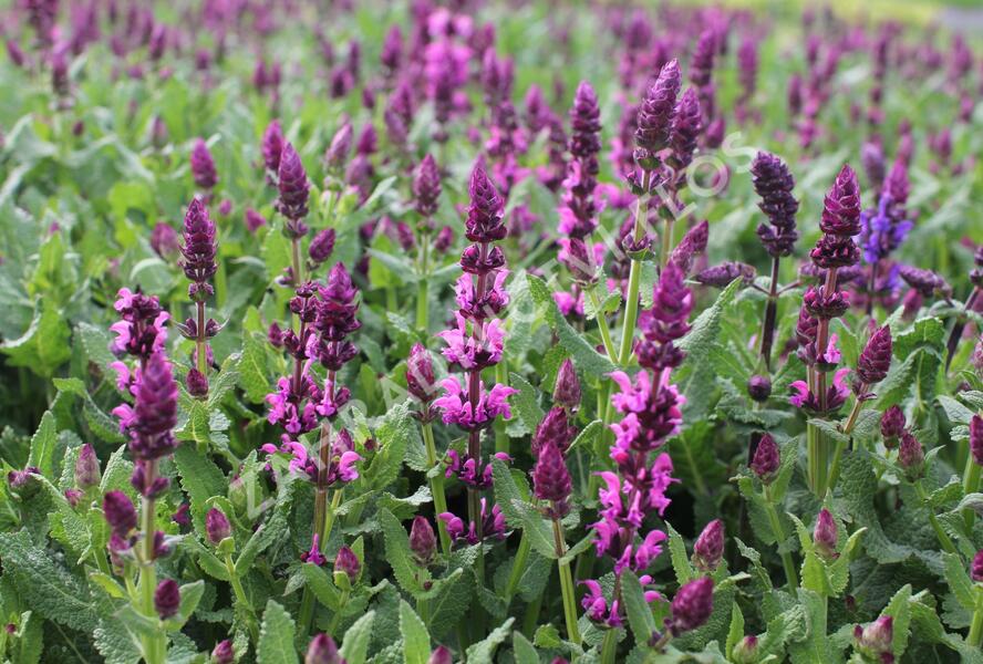 Šalvěj hajní 'Salute Royal Magenta' - Salvia nemorosa 'Salute Royal Magenta'