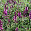 Šalvěj hajní 'Salute Royal Magenta' - Salvia nemorosa 'Salute Royal Magenta'