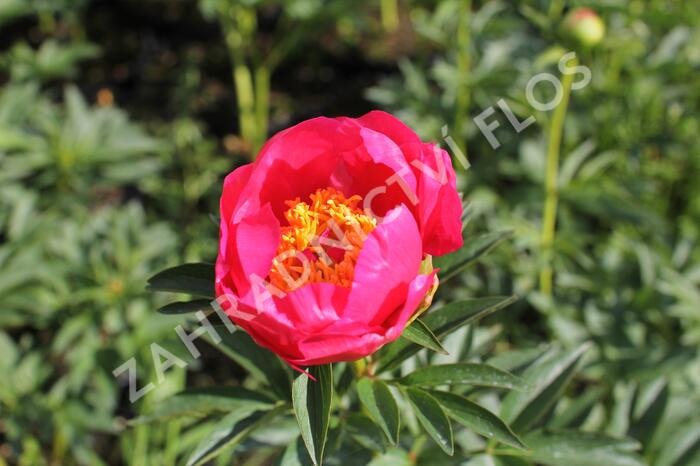 Pivoňka bělokvětá 'Flame' - Paeonia lactiflora 'Flame'