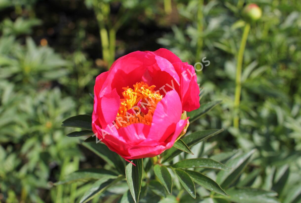 Pivoňka bělokvětá 'Flame' - Paeonia lactiflora 'Flame'