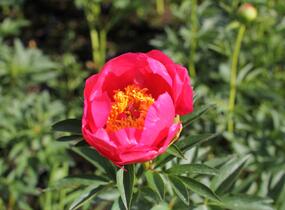 Pivoňka bělokvětá 'Flame' - Paeonia lactiflora 'Flame'